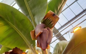 荷蘭利用溫室 種植香蕉開始蓬勃發展